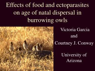 Effects of food and ectoparasites on age of natal dispersal in burrowing owls