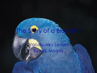 The Story of a Blue Bird