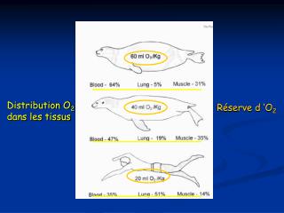 Distribution O 2 dans les tissus
