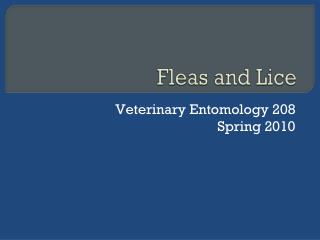 Fleas and Lice