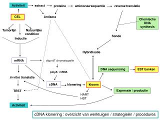 Activiteit