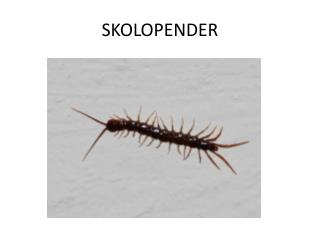 SKOLOPENDER