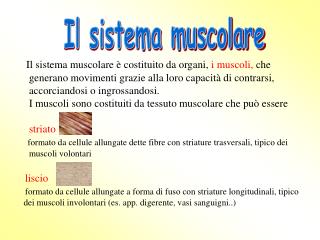 Il sistema muscolare