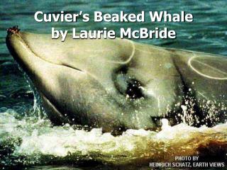 Cuvier’s Beaked Whale by Laurie McBride