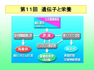 第１１回　遺伝子と栄養