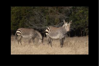 Speciation
