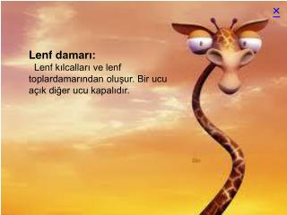 Lenf damarı: