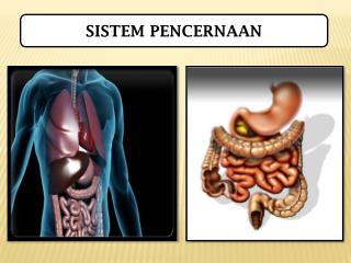 SISTEM PENCERNAAN