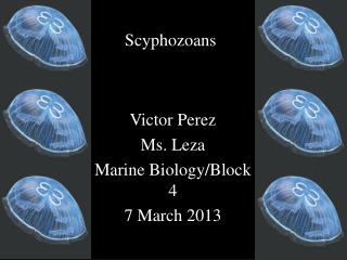 Scyphozoans
