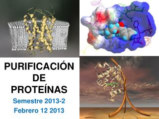 PURIFICACIÓNDE PROTEÍNAS Semestre 2013-2 Febrero 12 2013