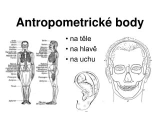 Antropometrické body