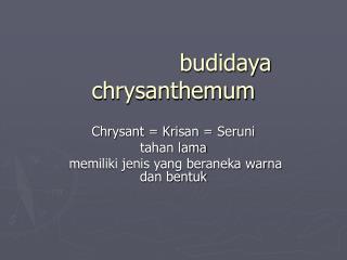 budidaya chrysanthemum