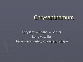 Chrysanthemum