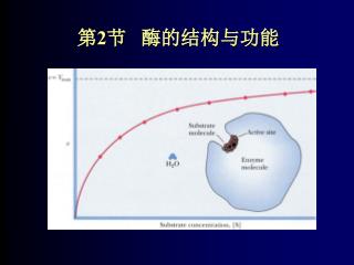 第 2 节 酶的结构与功能