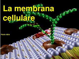 La membrana cellulare