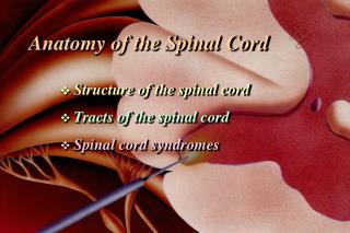 Anatomy of the Spinal Cord  Structure of the spinal cord Tracts of the spinal cord