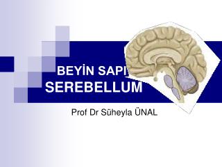 BEYİN SAPI SEREBELLUM
