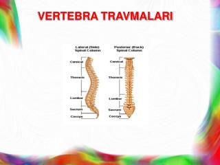 VERTEBRA TRAVMALARI
