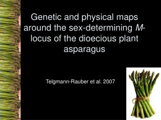 Genetic and physical maps around the sex-determining M -locus of the dioecious plant asparagus