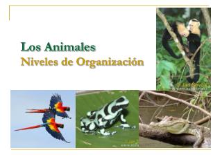 Los Animales Niveles de Organización