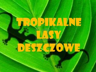 Tropikalne Lasy deszczowe