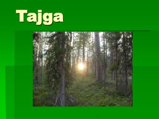 Tajga