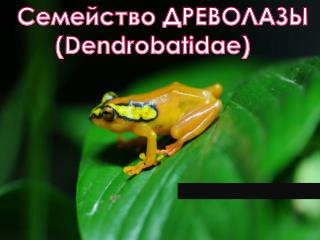 Семейство ДРЕВОЛАЗЫ ( Dendrobatidae )