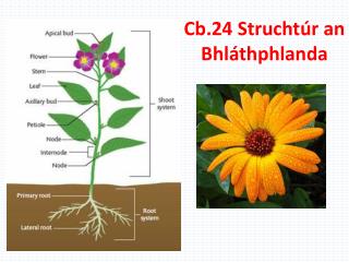 Cb.24 Struchtúr an Bhláthphlanda