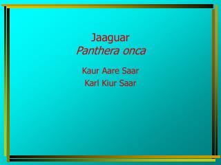 Jaaguar Panthera onca