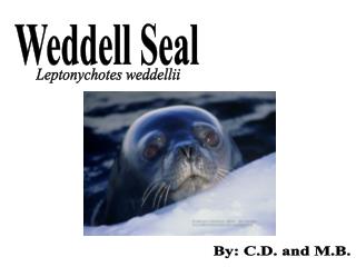 Weddell Seal