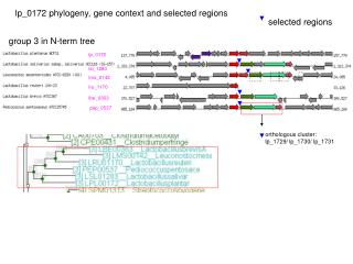 lp_0172 phylogeny, gene context and selected regions