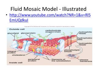 Fluid Mosaic Model - Illustrated