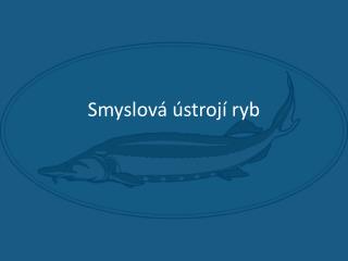 Smyslová ústrojí ryb