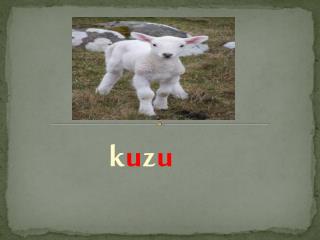 k u z u