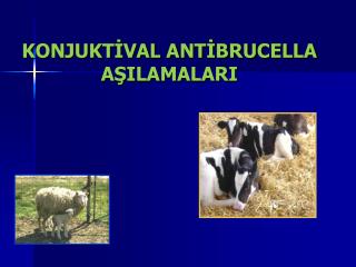 KONJUKTİVAL ANTİBRUCELLA AŞILAMALARI