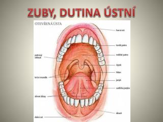 ZUBY, DUTINA ÚSTNÍ