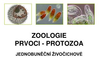 ZOOLOGIE PRVOCI - PROTOZOA