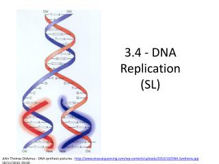 3.4 - DNA Replication (SL)