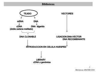 TEJIDO VECTORES mRNA DNA cDNA DNA digerido