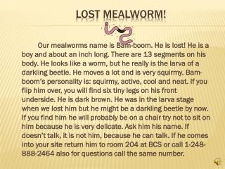 Lost Mealworm!