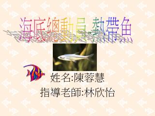 姓名 : 陳蓉慧 指導老師 : 林欣怡