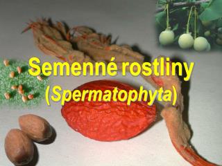 Semenné rostliny ( Spermatophyta )
