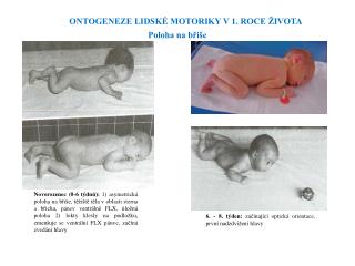 ONTOGENEZE LIDSKÉ MOTORIKY V 1. ROCE ŽIVOTA