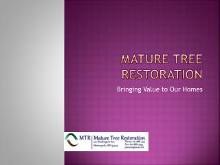 Mature Tree Restoration