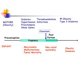  Obesity Type 2 Diabetes