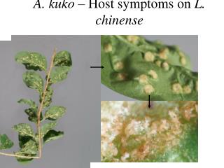 A. kuko – Host symptoms on L. chinense