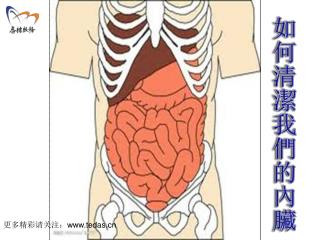 如何清潔我們的內臟