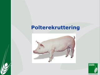 Polterekruttering