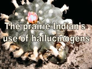 The prairie Indian's use of hallucinogens