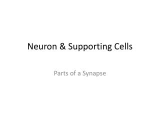 Neuron &amp; Supporting Cells